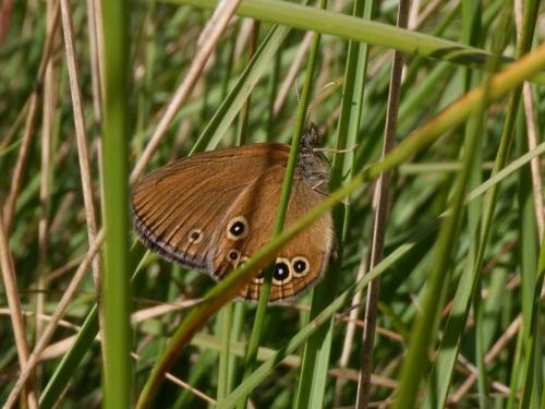 Réf. 312 363 : Coenonympha oedippus
