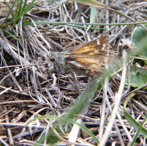Réf. 312 008 : Hesperia comma