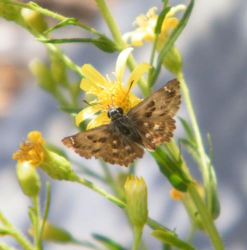 Carcharodus alceae