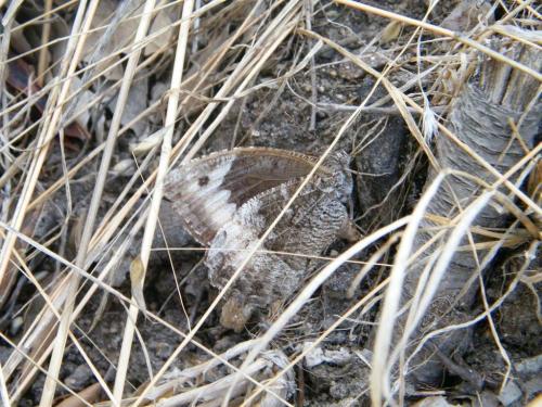 Réf. 312 048 : Hipparchia sp.
