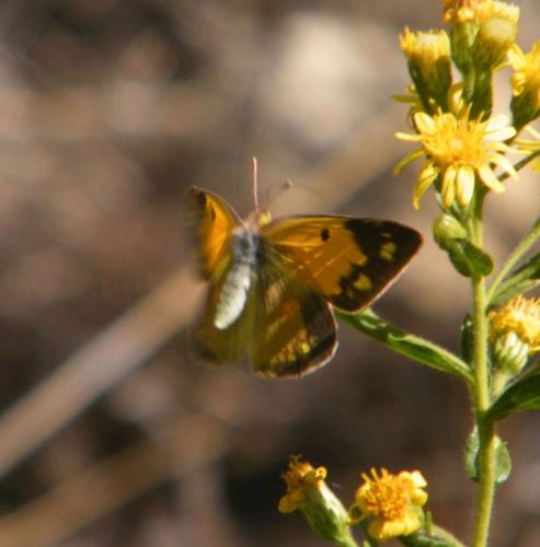 Colias croceus