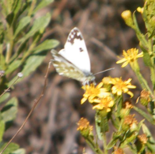 Réf. 312 122 : Pontia daplidice