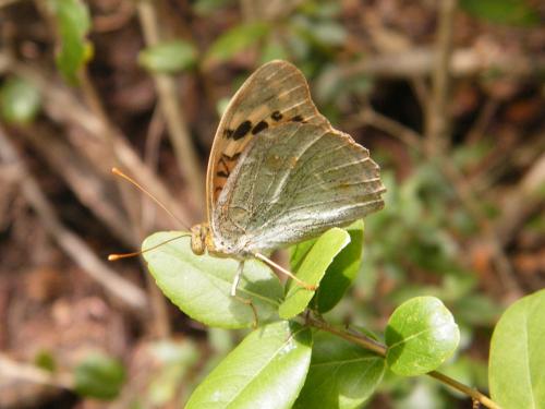 Argynnis pandora