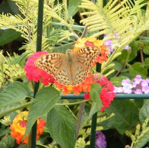 Argynnis pandora