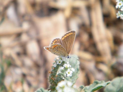 Polyommatus icarus