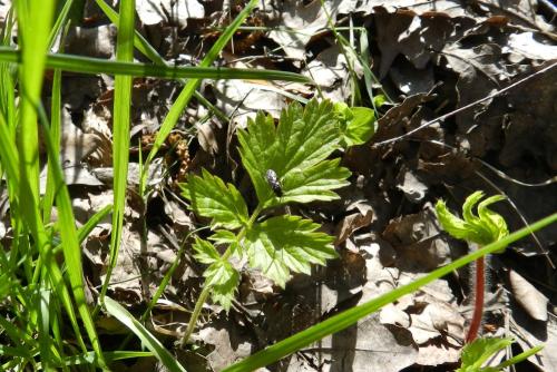 Claremontia waldheimii