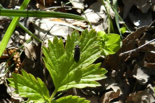 Claremontia waldheimii