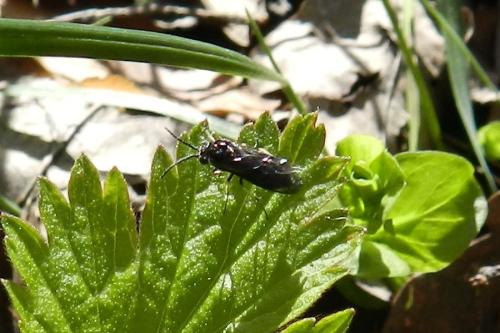 Claremontia waldheimii
