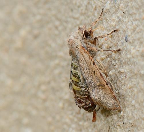 Réf. 312 183 : Agrochola lychnidis