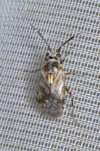 Réf. 312 151 : Eurystylus bellevoyei