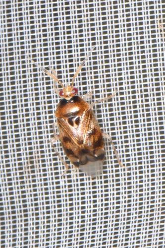 Deraeocoris lutescens
