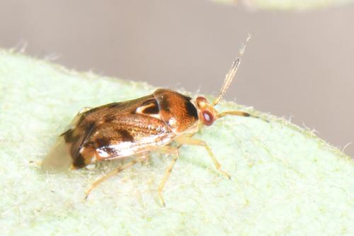 Réf. 312 281 : Deraeocoris lutescens