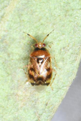 Réf. 312 280 : Deraeocoris lutescens