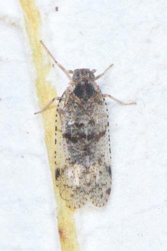 Réf. 312 404 : Cixius nervosus