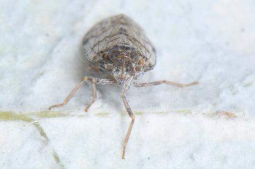 Cixius nervosus