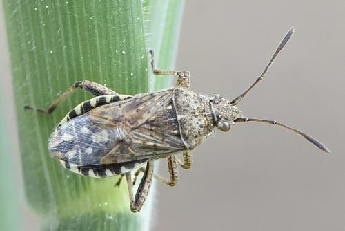 Réf. 312 702 : Stictopleurus punctatonervosus