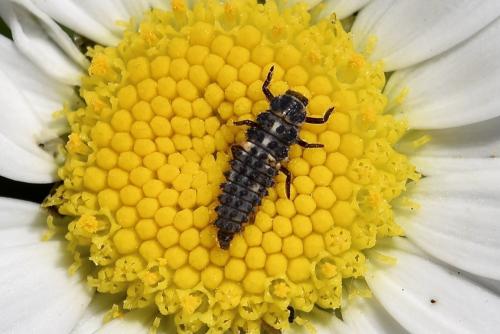 Hippodamia variegata