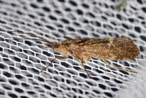 Réf. 312 136 : Limnephilus sp.
