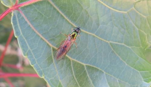 Sargus bipunctatus