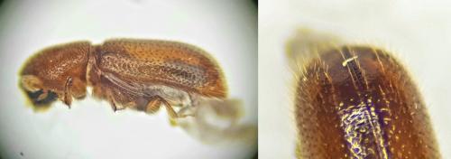 Réf. 312 381 : Scolytinae inconnu