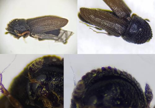 Trypophloeus binodulus