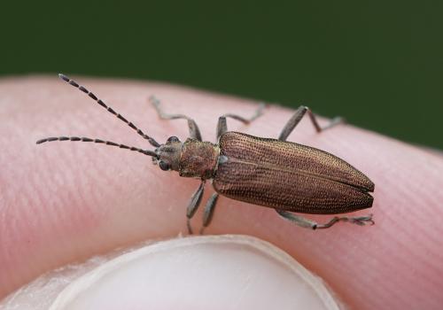 Réf. 312 298 : Donacia simplex