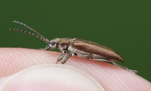 Réf. 312 300 : Donacia simplex
