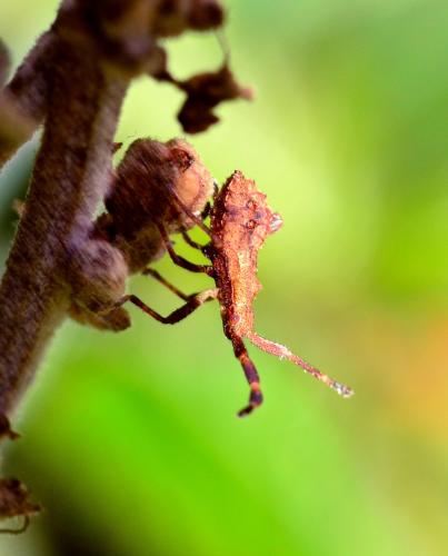 Réf. 312 079 : Coreus marginatus
