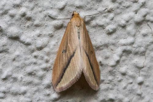 Rhodometra sacraria