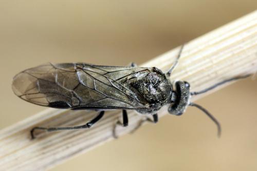 Dolerus nigratus