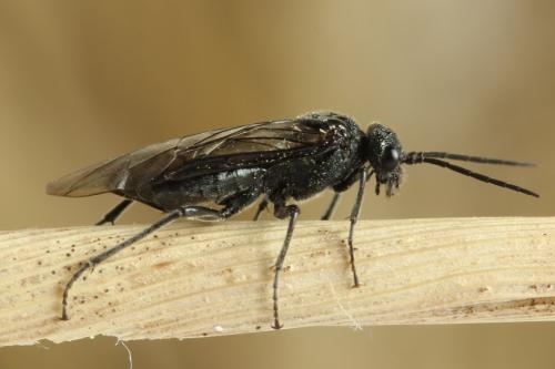 Réf. 312 664 : Dolerus nitens