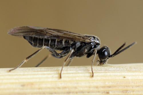 Réf. 312 738 : Empria pumiloides