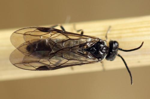 Empria pumiloides