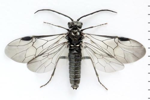 Réf. 312 491 : Dolerus picipes