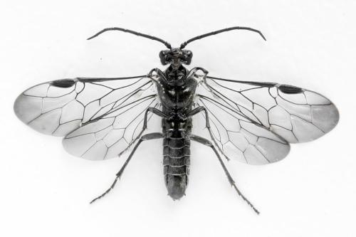 Réf. 312 492 : Dolerus picipes