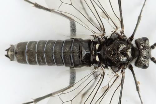 Réf. 312 493 : Dolerus picipes