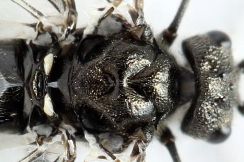 Réf. 312 494 : Dolerus picipes