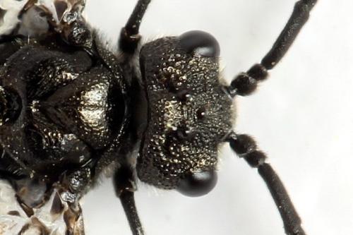 Réf. 312 495 : Dolerus picipes
