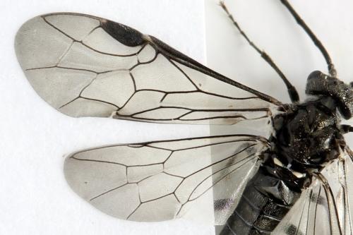 Réf. 312 496 : Dolerus picipes