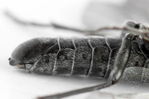 Réf. 312 501 : Dolerus picipes