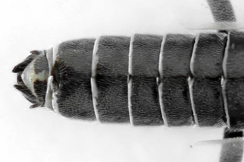 Réf. 312 503 : Dolerus picipes