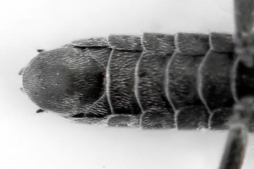 Réf. 312 504 : Dolerus picipes