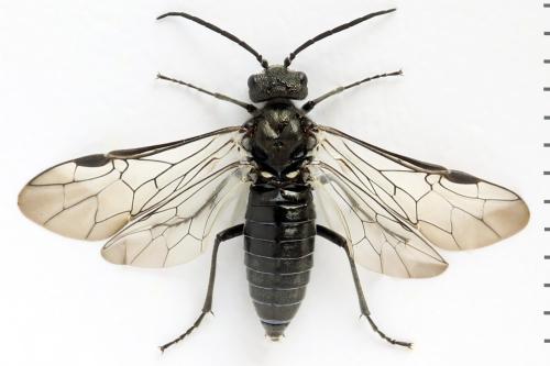 Dolerus nigratus
