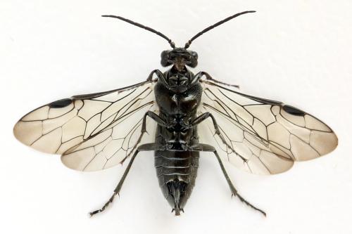 Dolerus nigratus