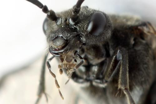Dolerus nigratus