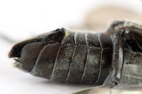 Dolerus nigratus