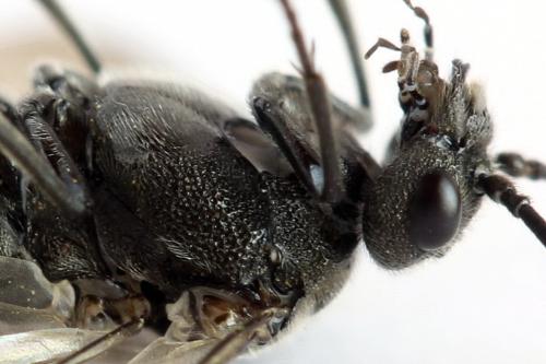Dolerus nigratus