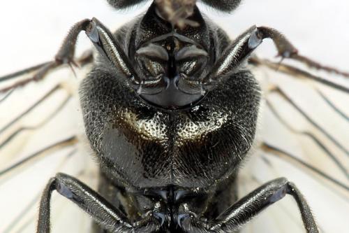 Dolerus nigratus
