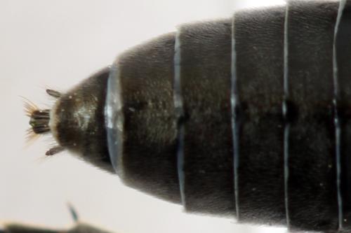 Réf. 312 578 : Dolerus nigratus