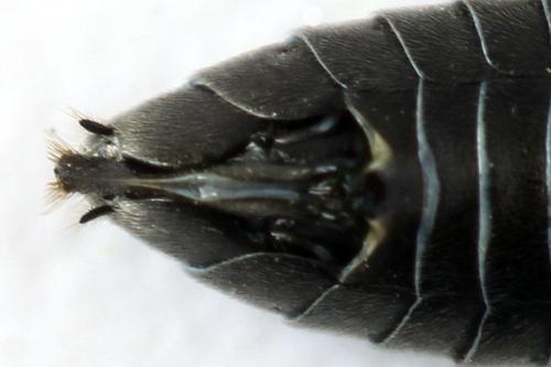 Dolerus nigratus